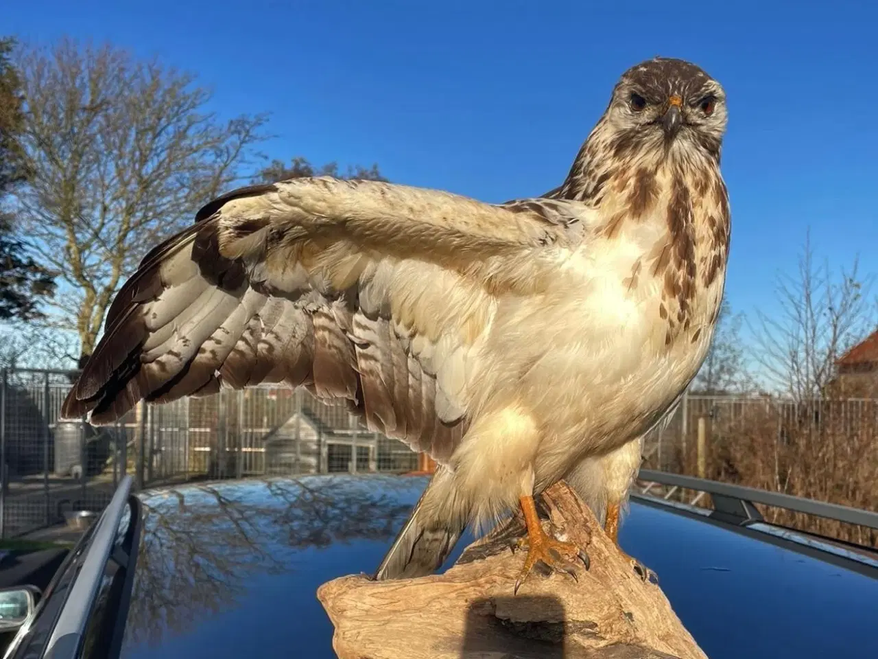 Billede 3 - Udstoppet stor musvåge