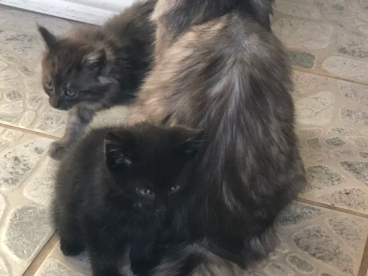 Billede 2 - Virkelige pjusket halv main coon killinger