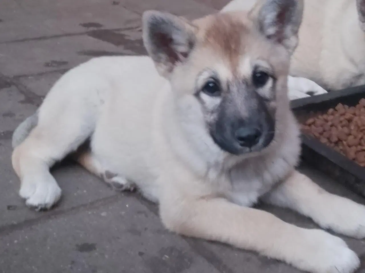 Billede 7 - Husky blandinger 