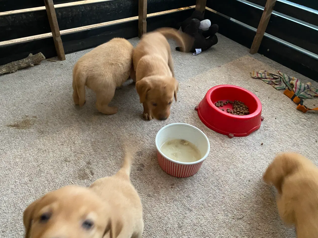 Billede 7 - Hundehvalpe sælges