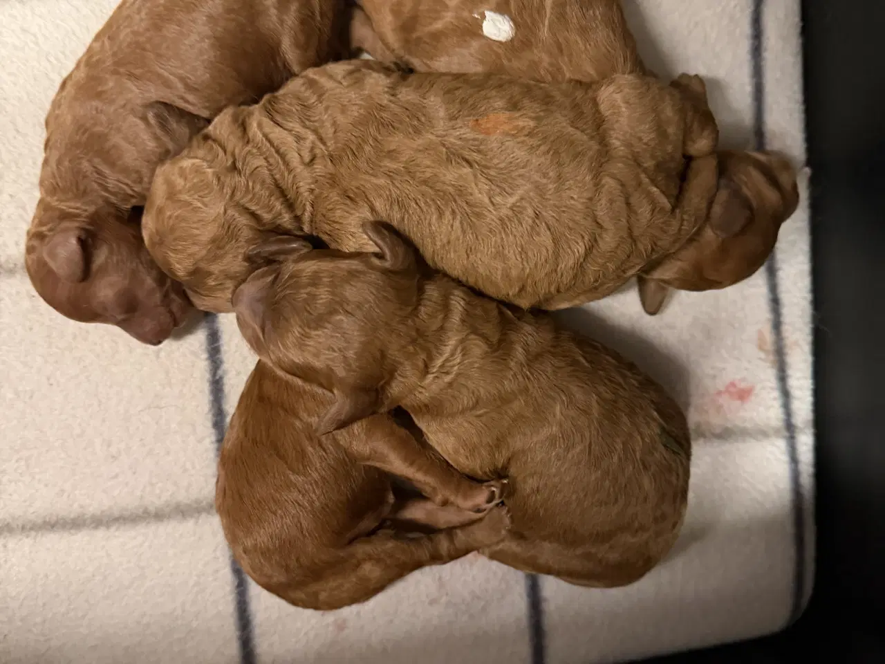 Billede 7 - 🐾maltipoo miniature 🩷februar 💙marts 🐾