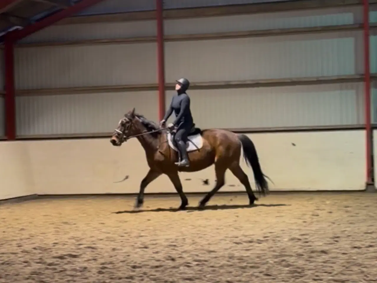 Billede 1 - Redet trav vallak