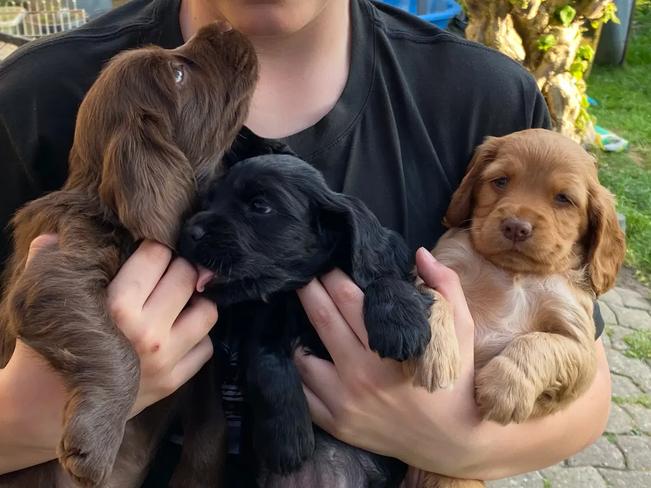 Billede 3 - Cockerspaniel hvalpe
