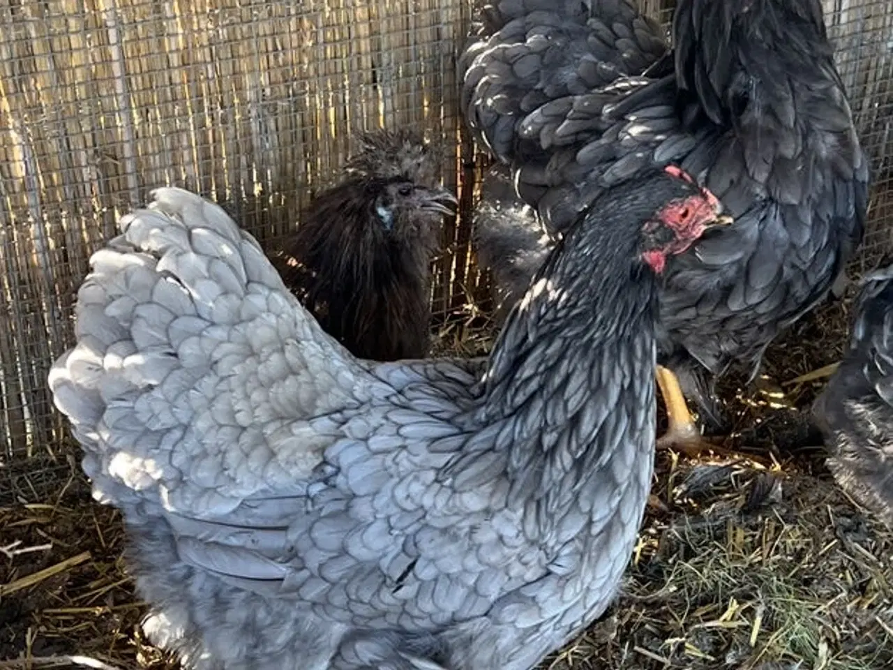 Billede 2 - 2 wyandot høner
