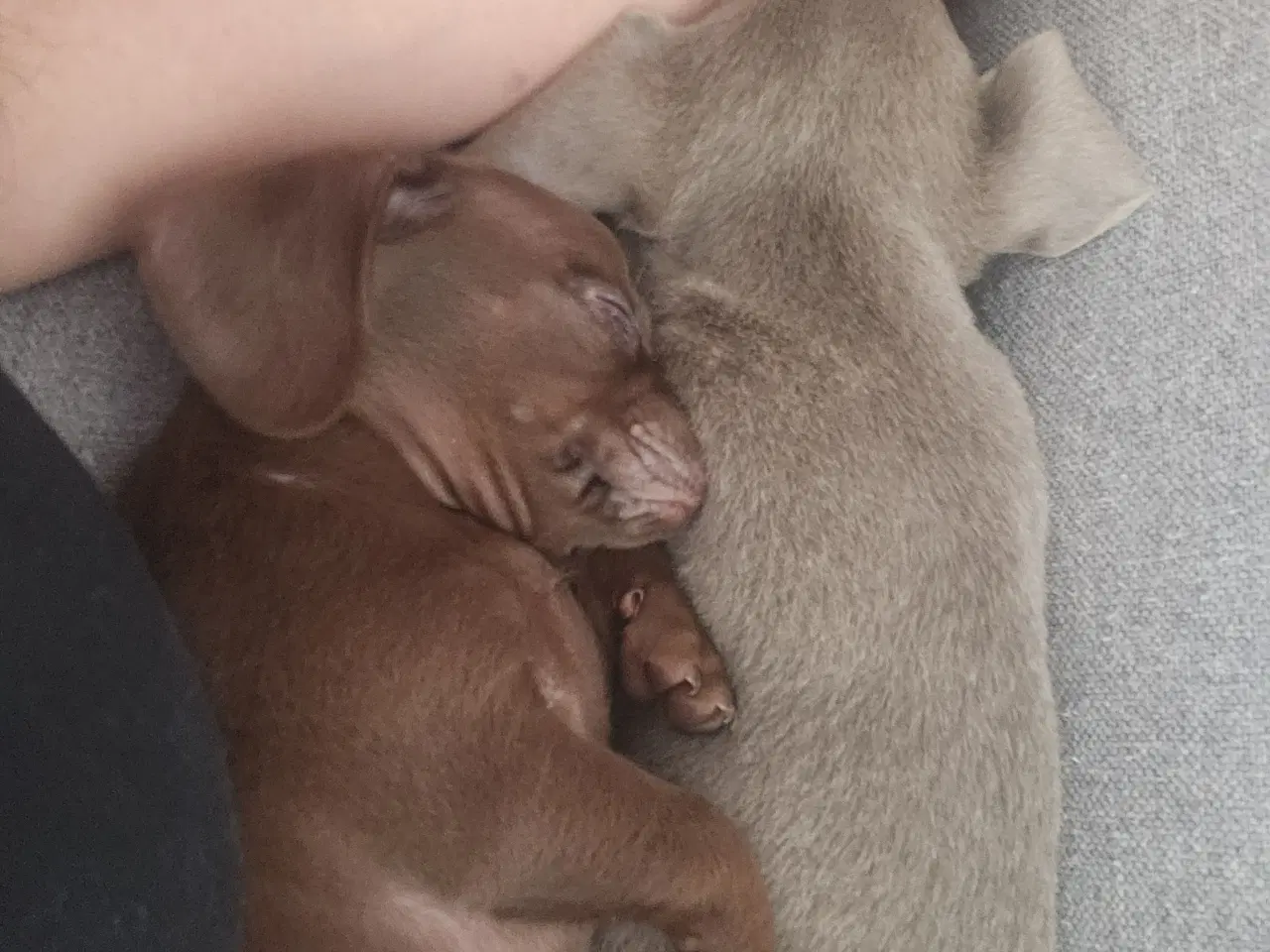 Billede 17 - Chiweenie hvalpe til salg – Chihuahua x gravehound