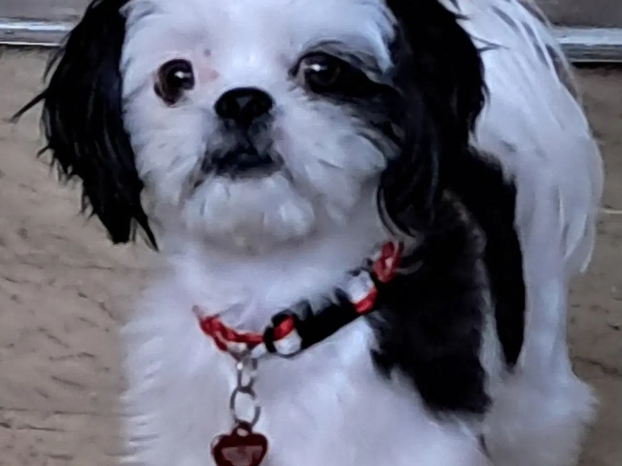 Billede 1 - Han søges til parring søges