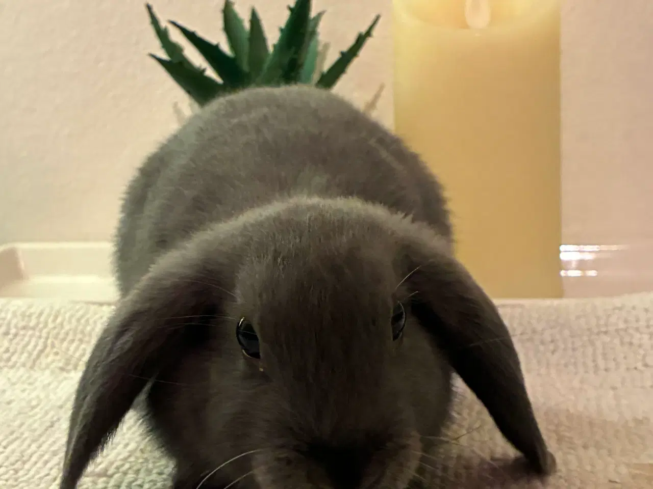 Billede 4 - Kanin unger til salg 