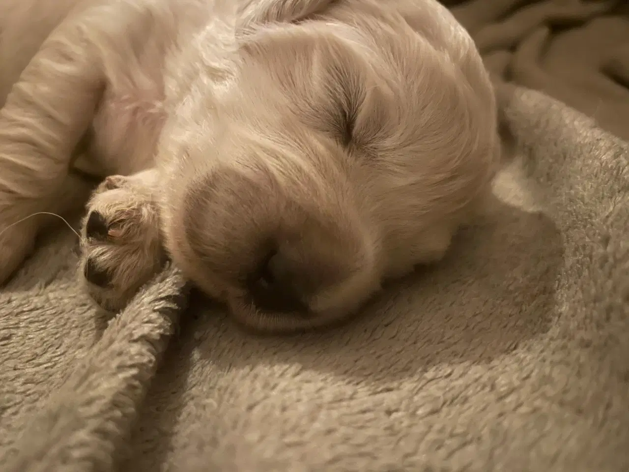 Billede 6 - Hvalpe - Goldendoodle