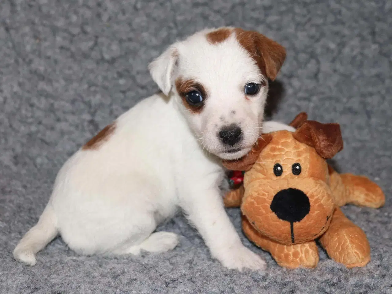 Billede 9 - Parson Jack Russell terrier hvalpe