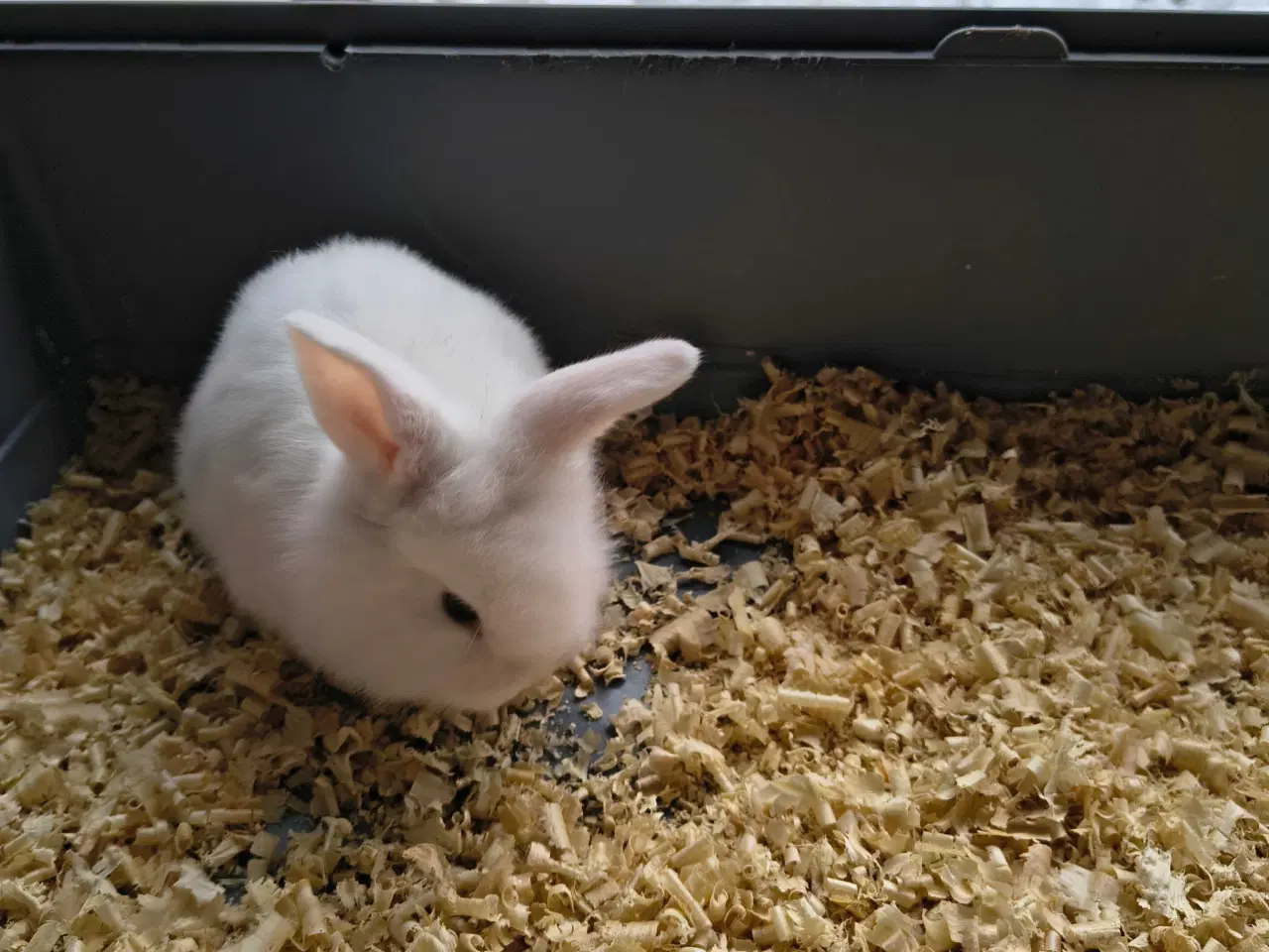 Billede 2 - Unger på 8 uger