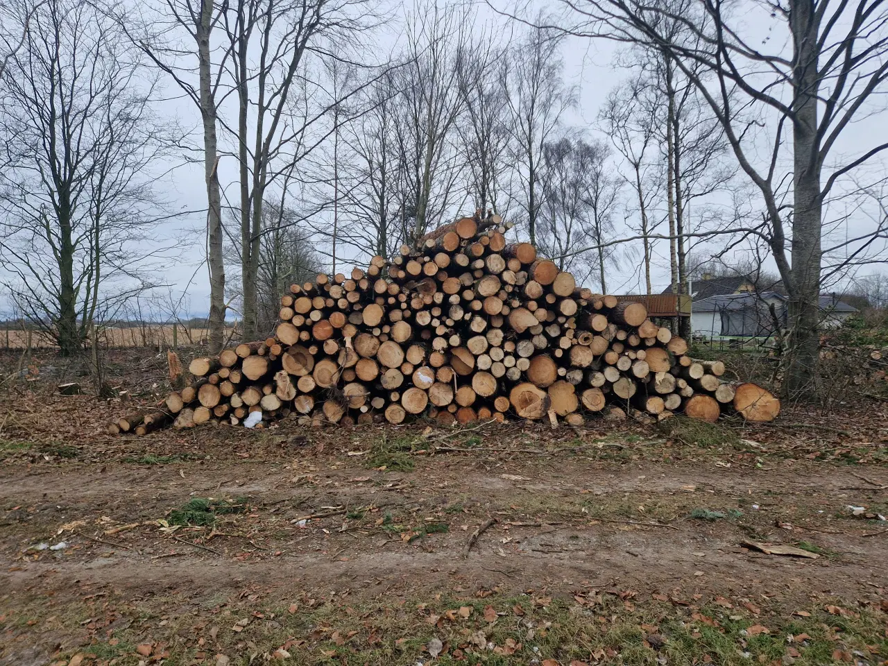 Billede 1 - Blandet træ