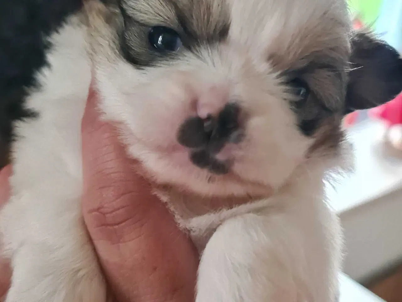 Billede 13 - Skønne blandings hvalpe 