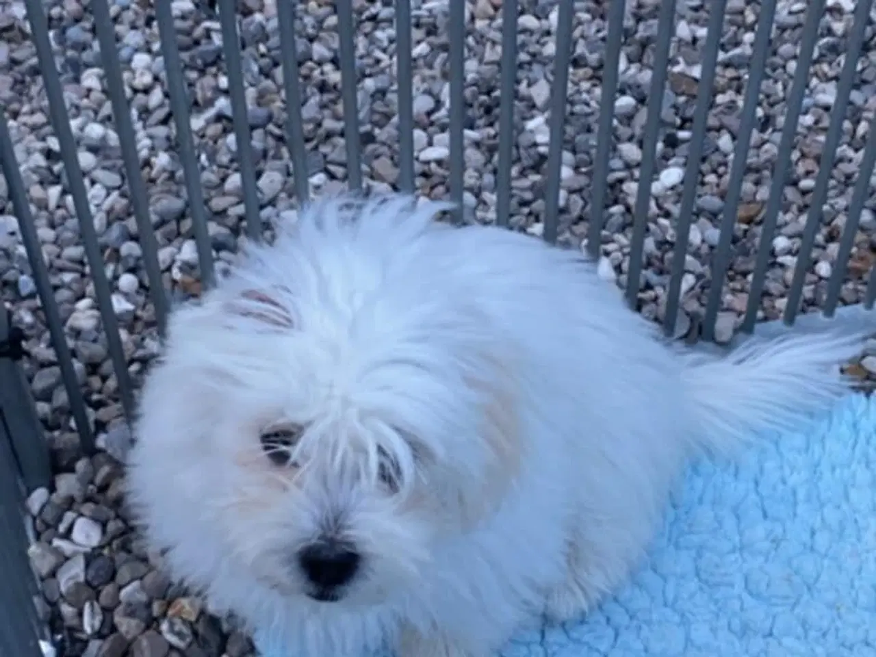 Billede 4 - Coton de Tulear piger søger nye familier