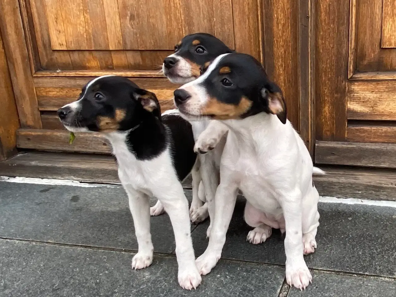 Billede 4 - Dansk-svensk gårdhund trefarvet