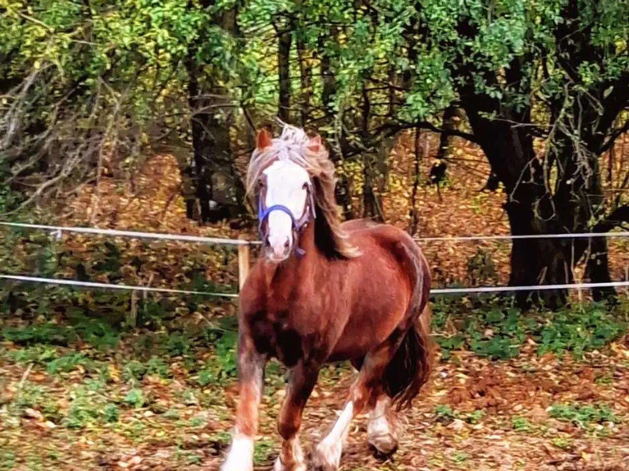 Billede 2 - Super skøn og velgående vallak