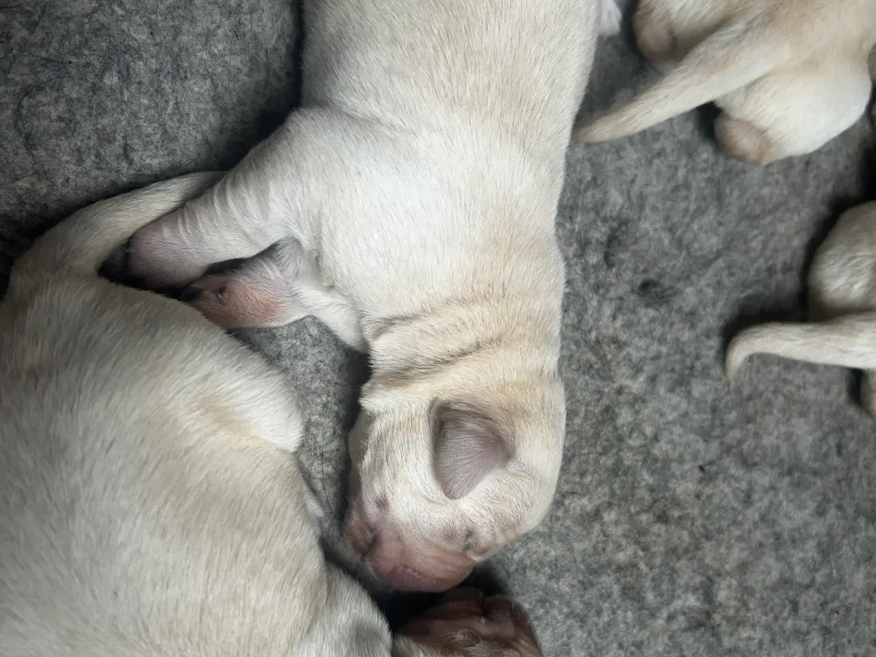 Billede 8 - Golden retriever/ labrador 