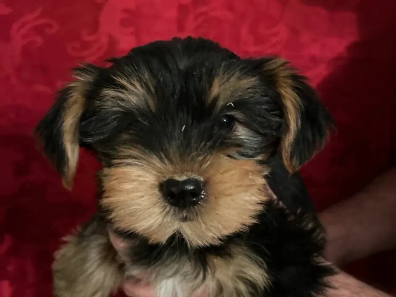 Billede 6 - Yorkshire terrier 