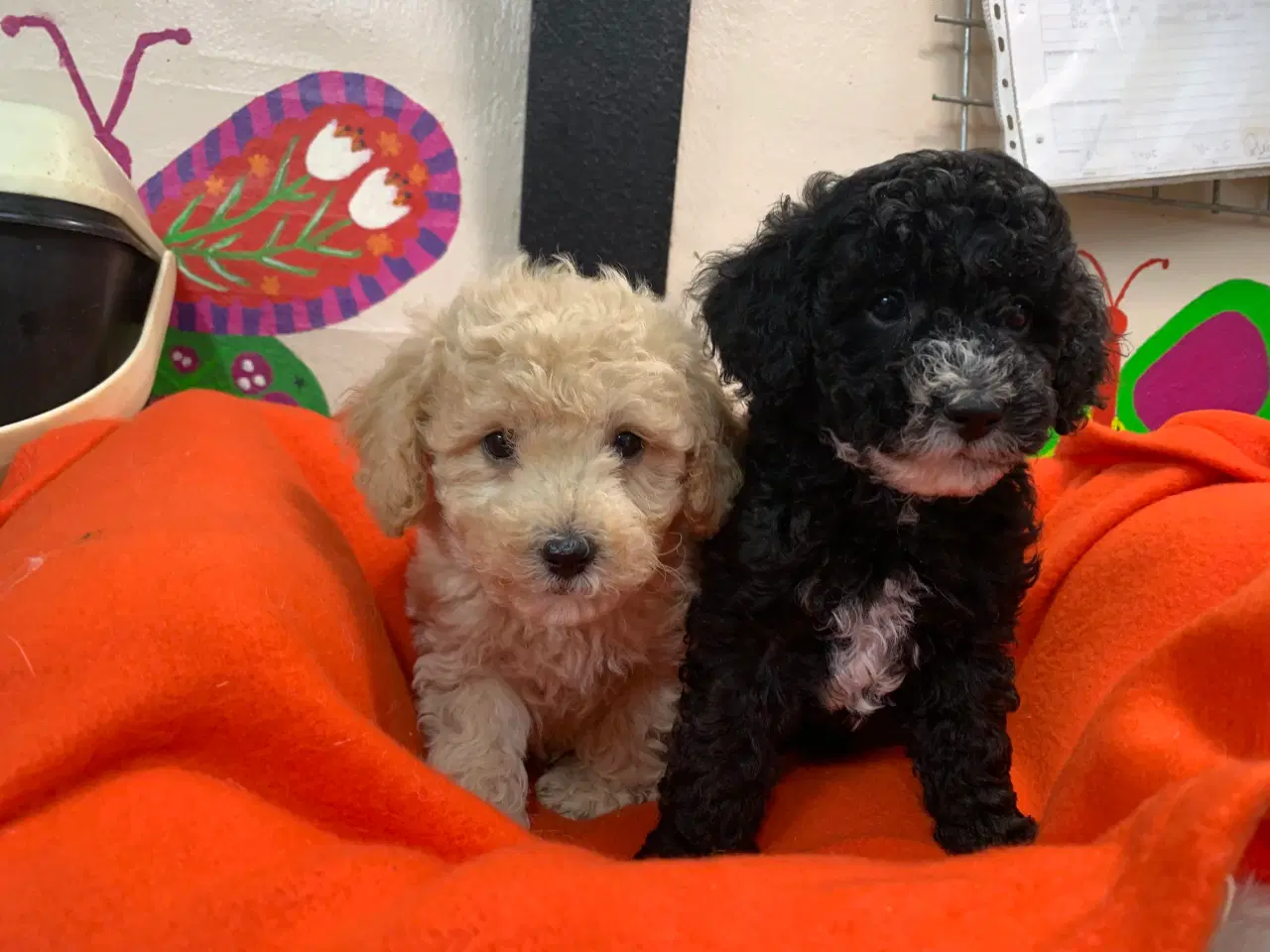 Billede 17 - Små fine mini Maltipoo babyer