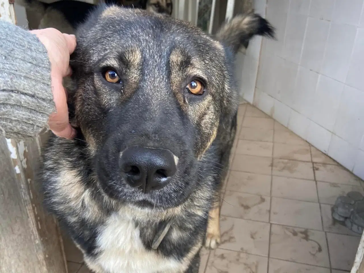 Billede 13 - Skøn bamse søger familie! 🤎