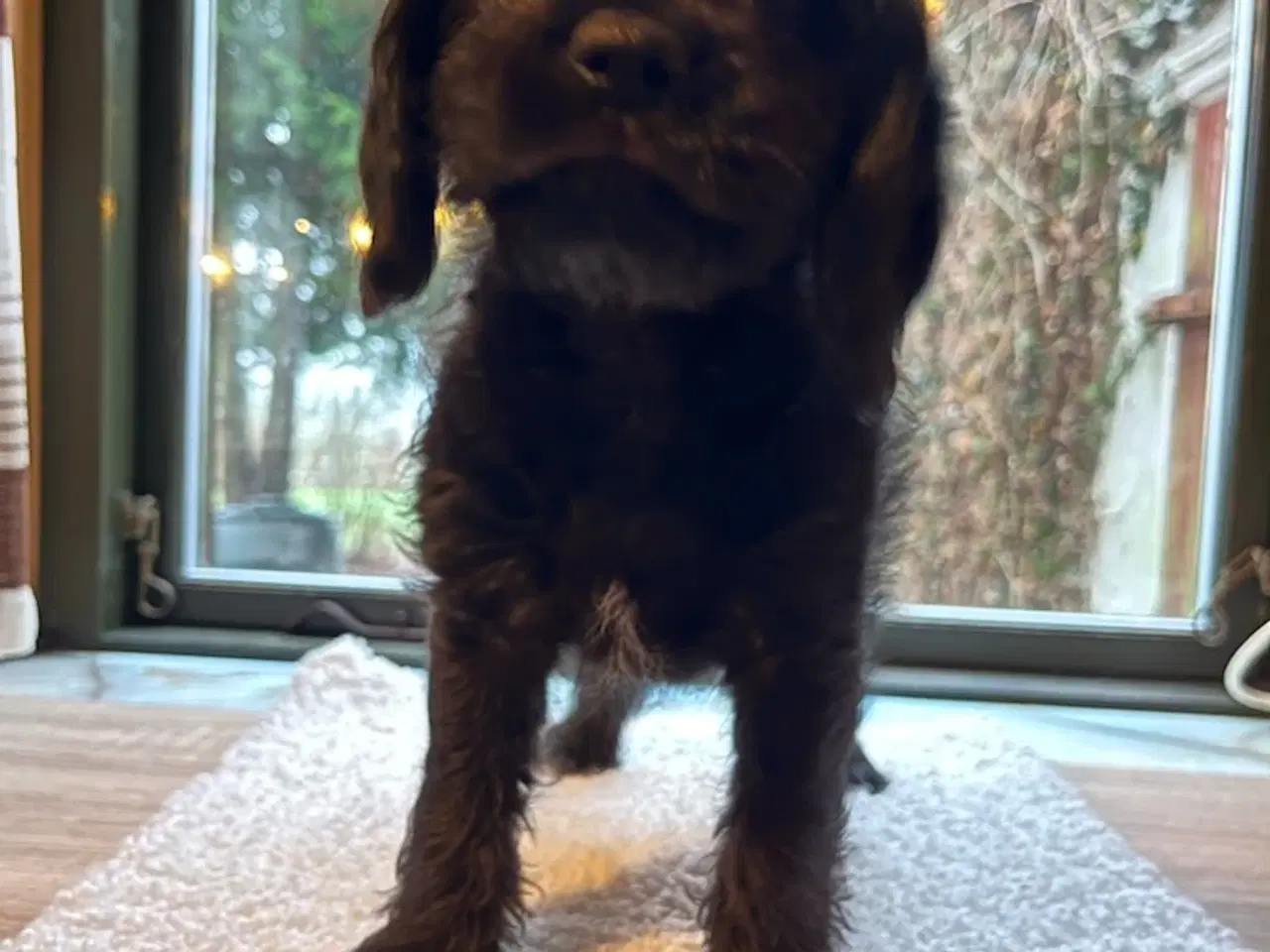 Billede 4 - Bigelier × puddel