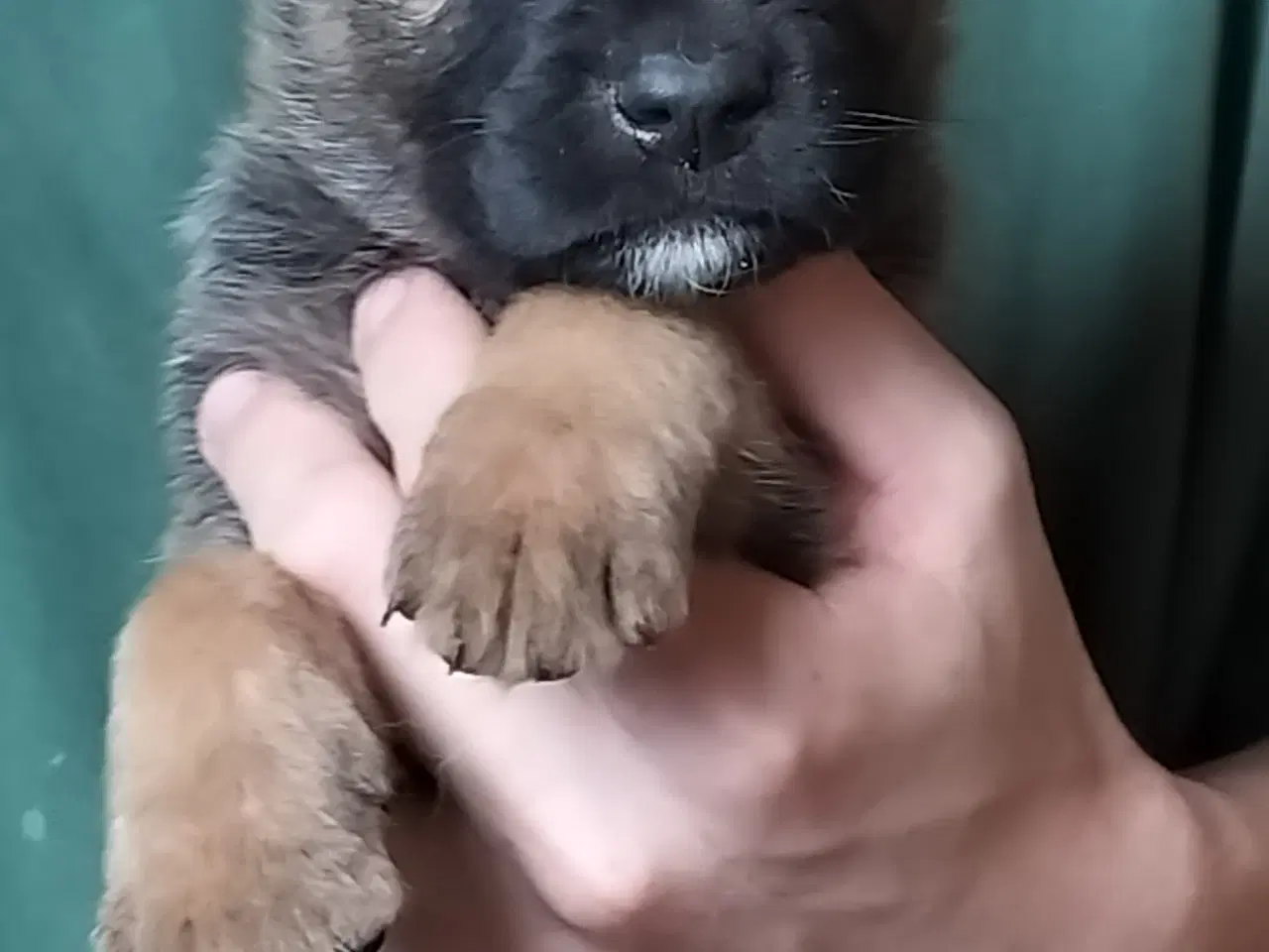 Billede 4 - Aussie/lagotto..lækre krøller 