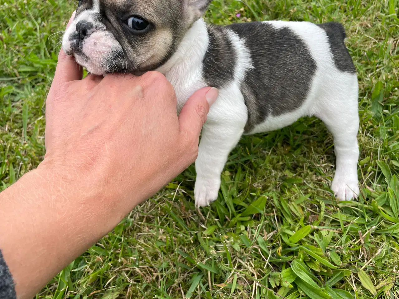 Billede 2 - Franske bulldog hvalpe