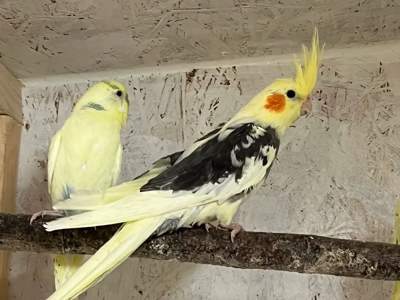 Billede 1 - Nymfeparakitter