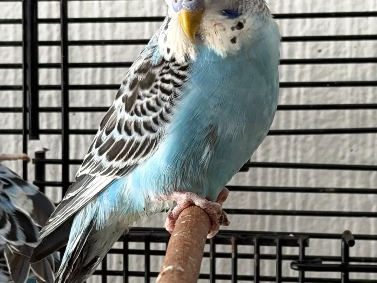 Billede 9 - Australske undulater 