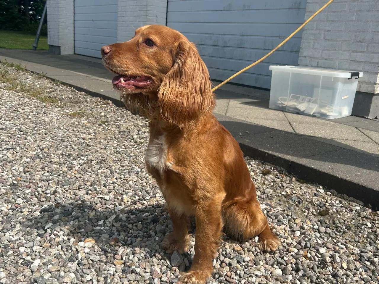 Billede 4 - Ft cocker spaniel hvalpe