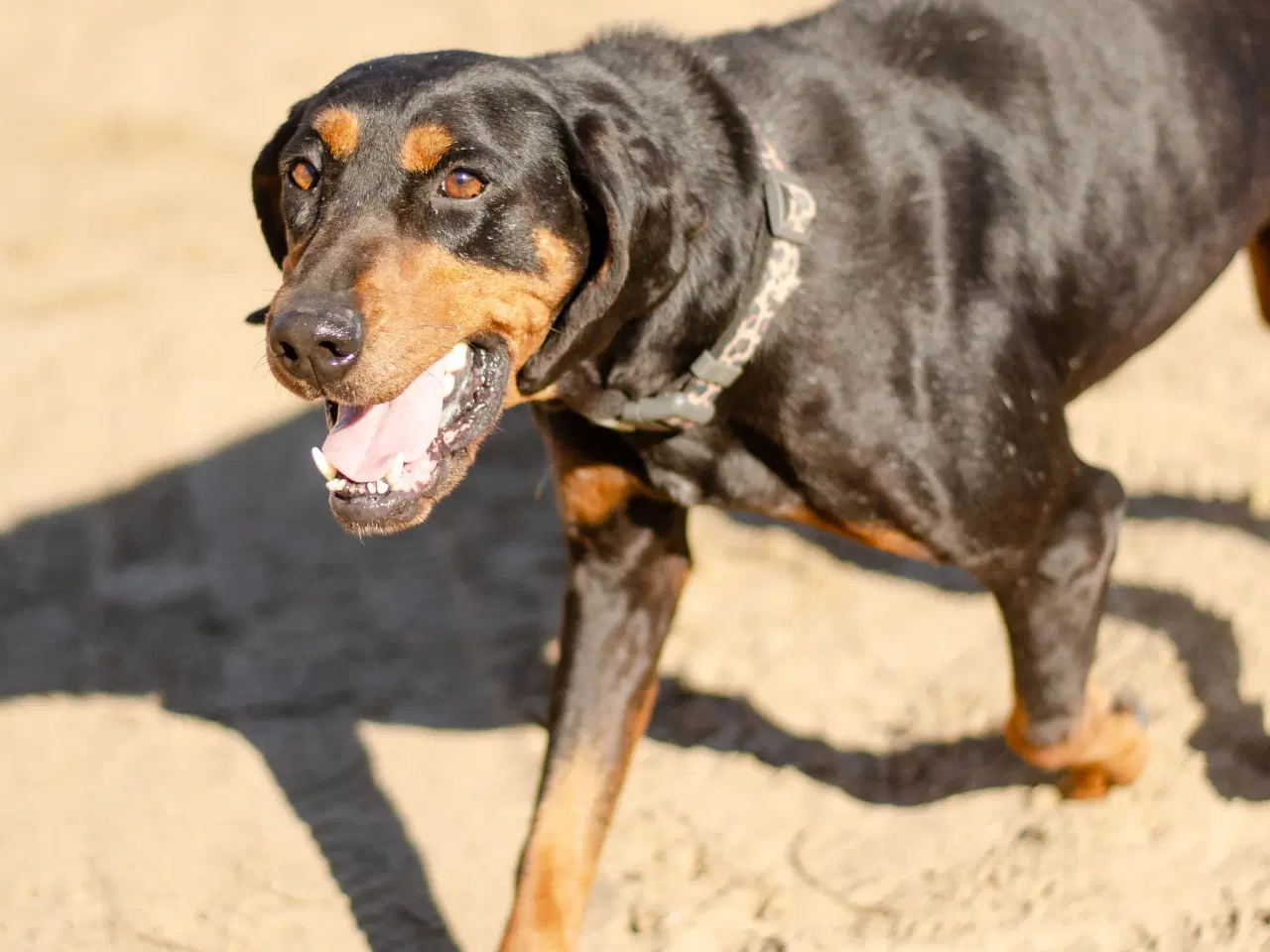 Billede 2 - Smukke Ripley søger familie