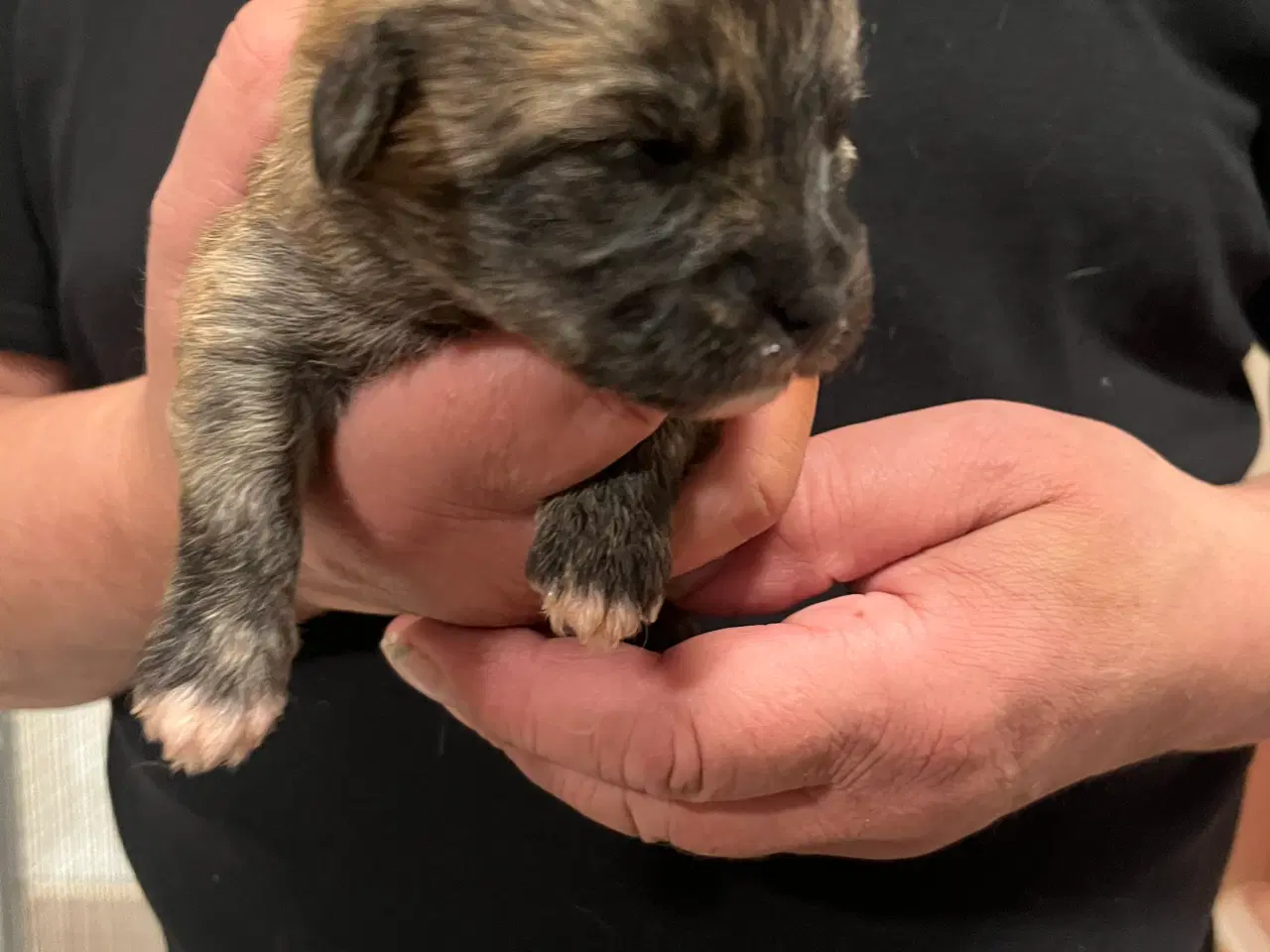 Billede 4 - Kun 2 tæver tilbage nu! Små blandinger