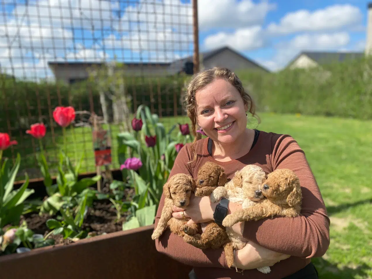 Billede 2 -  Smukke Goldendoodle mellem doodle hvalpe