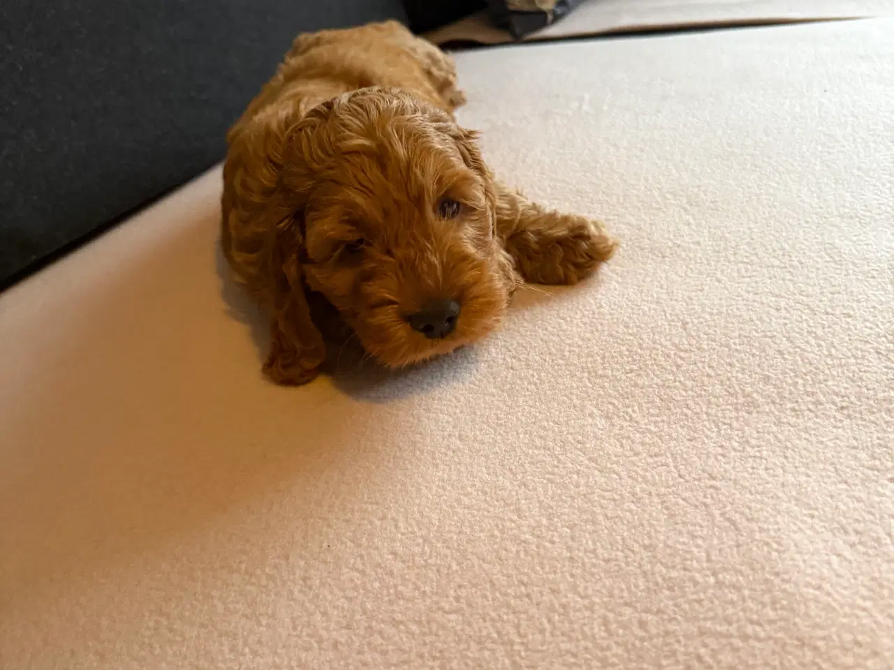 Billede 16 - Cockapoo hvalpe 8 uger 