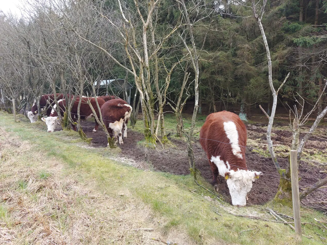 Billede 1 - Hereford tyr lejes/købes