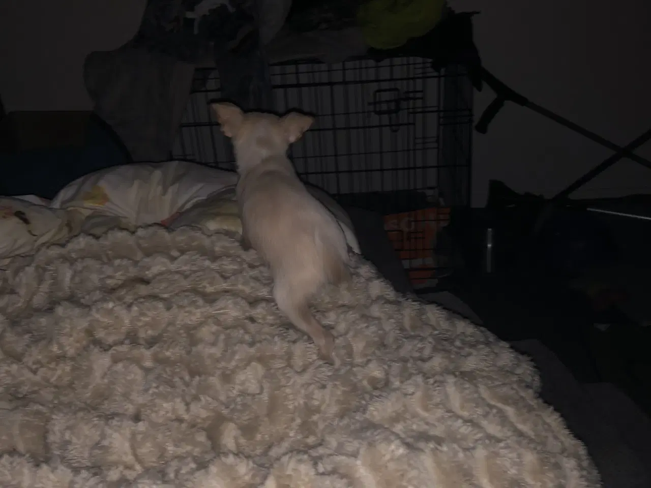 Billede 5 - Shih Tzu / Chihuahua blanding dreng