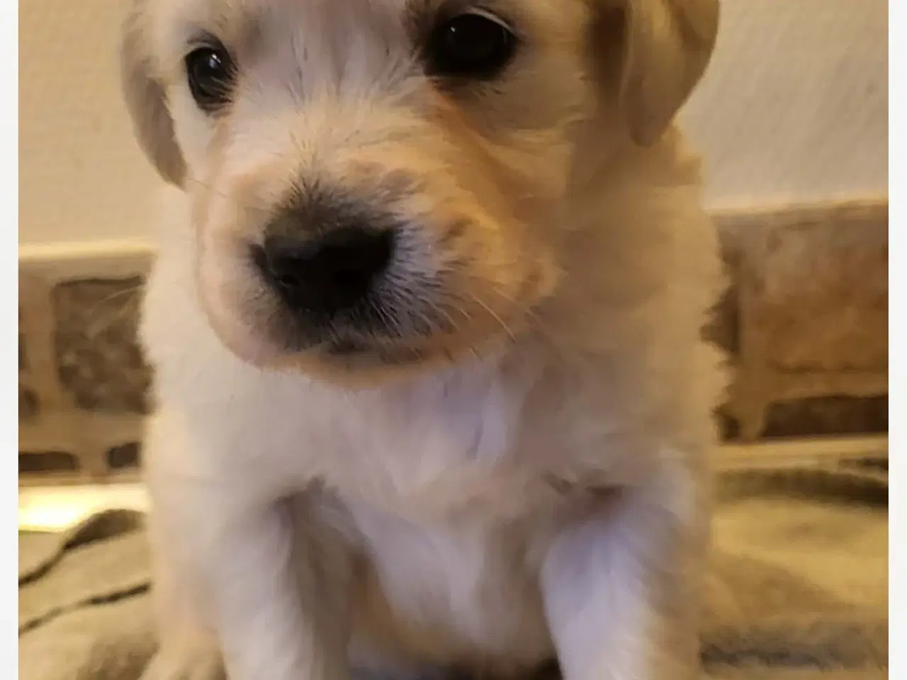 Billede 4 - Golden retriever hvalpe