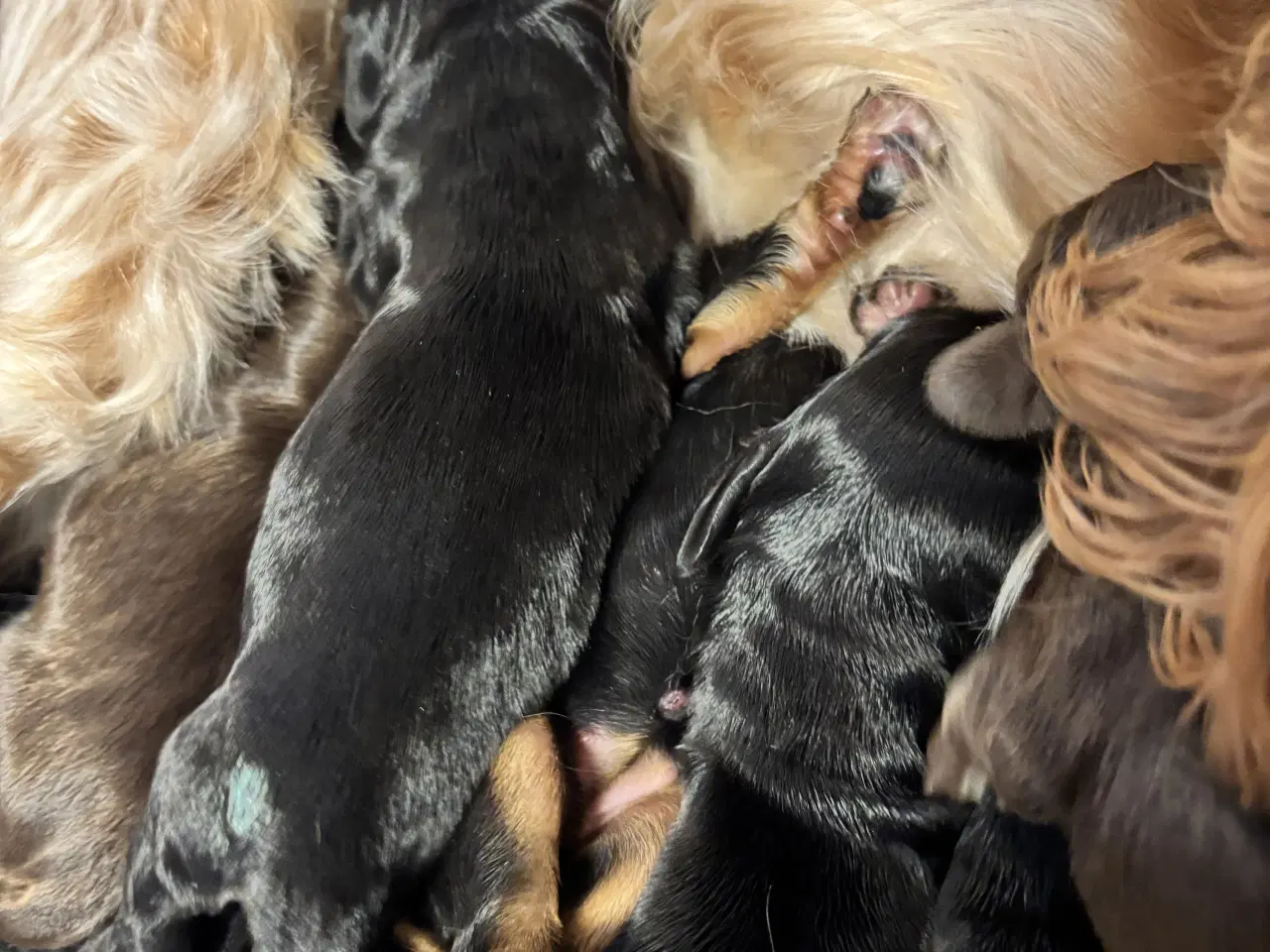 Billede 10 - Smukke Cockerhvalpe