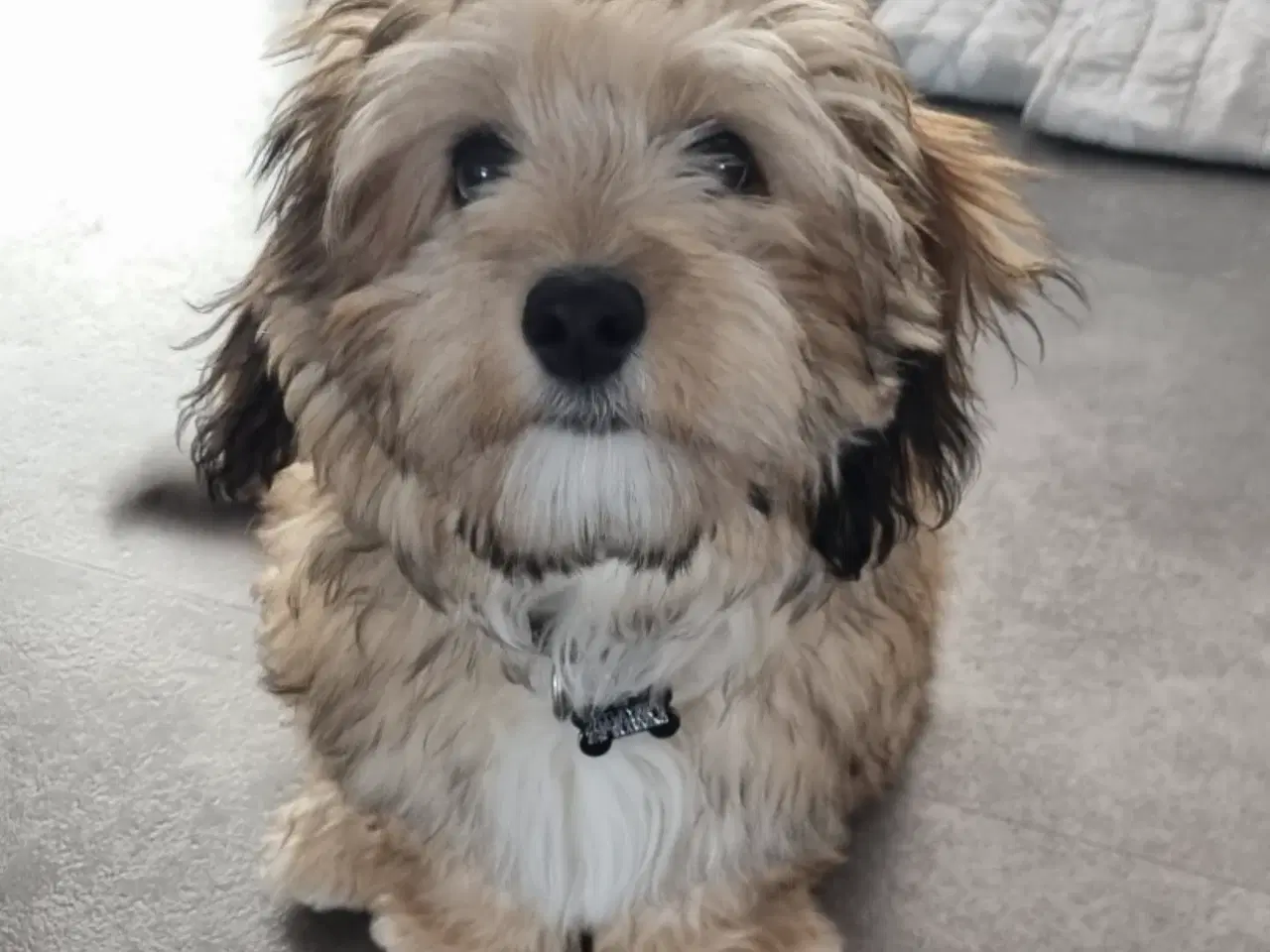 Billede 12 - Coton - Shih tzu hundehvalpe 