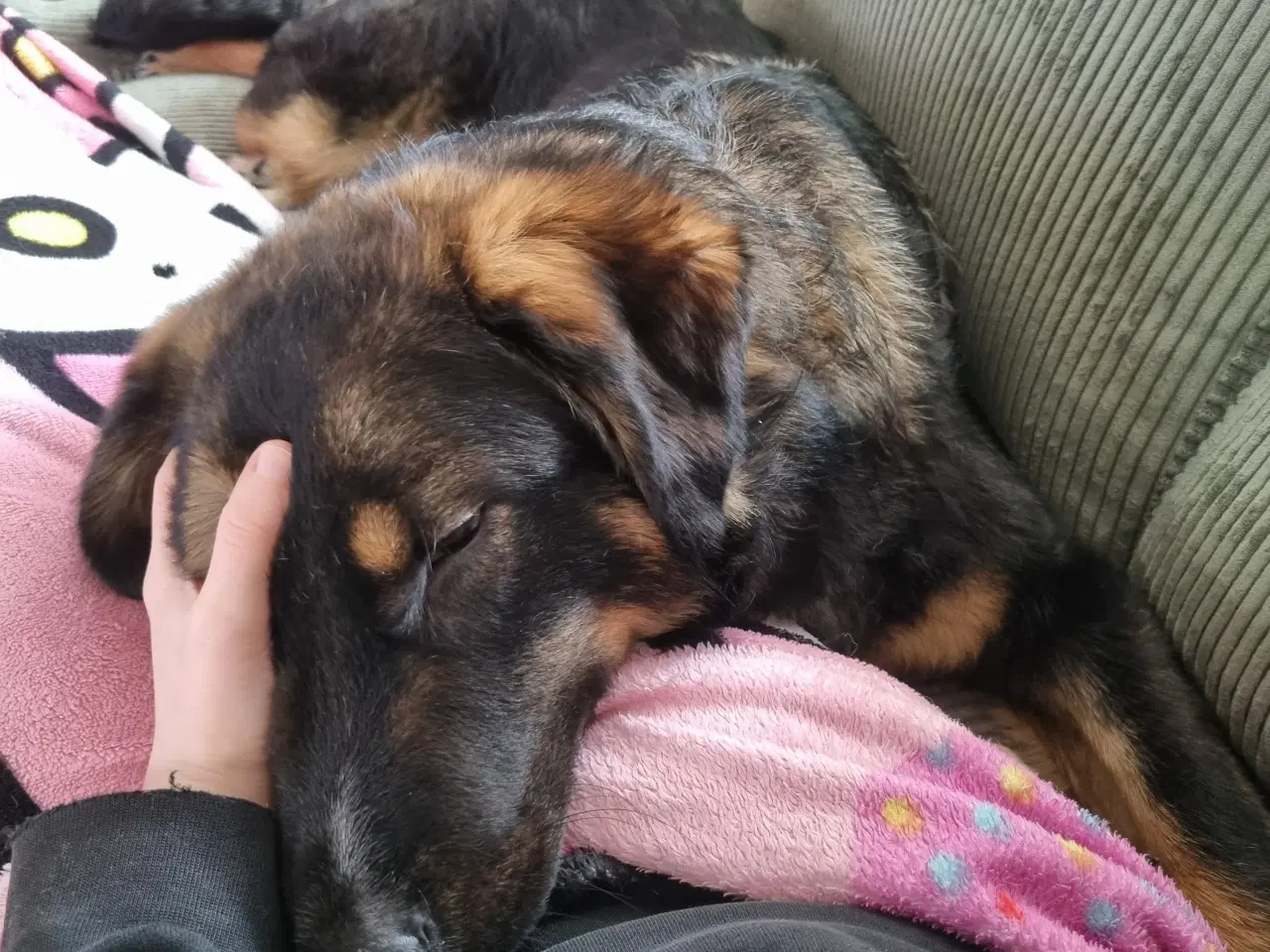 Billede 9 - Basse søger 4ever familie💙