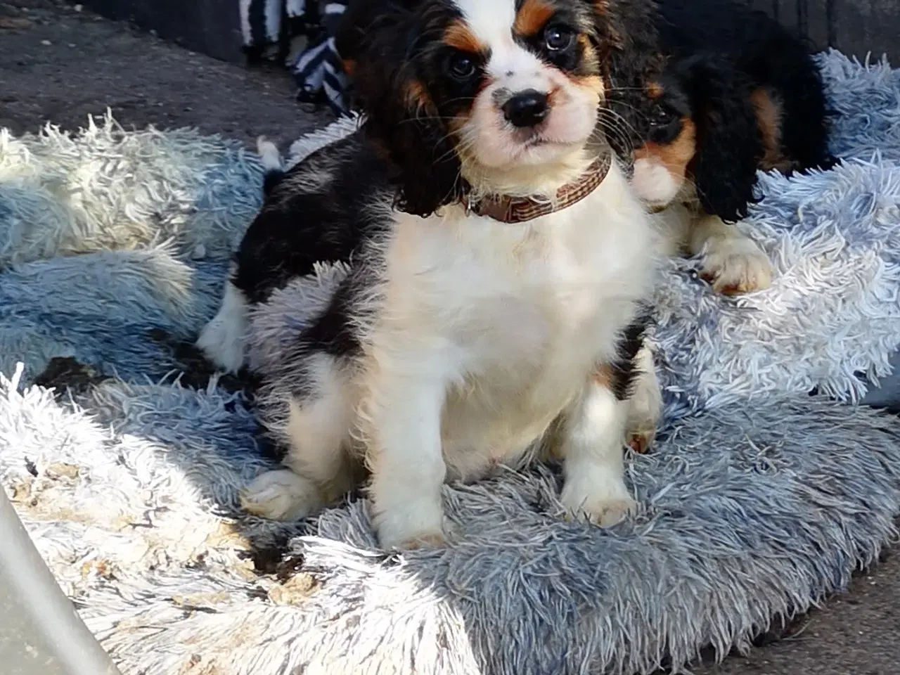 Billede 2 - CAVALIER KING CHARLES Drenge