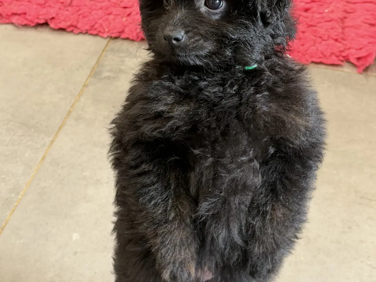 Billede 11 - 🐾 Skønne Pomapoo hvalpe søger deres forever homes