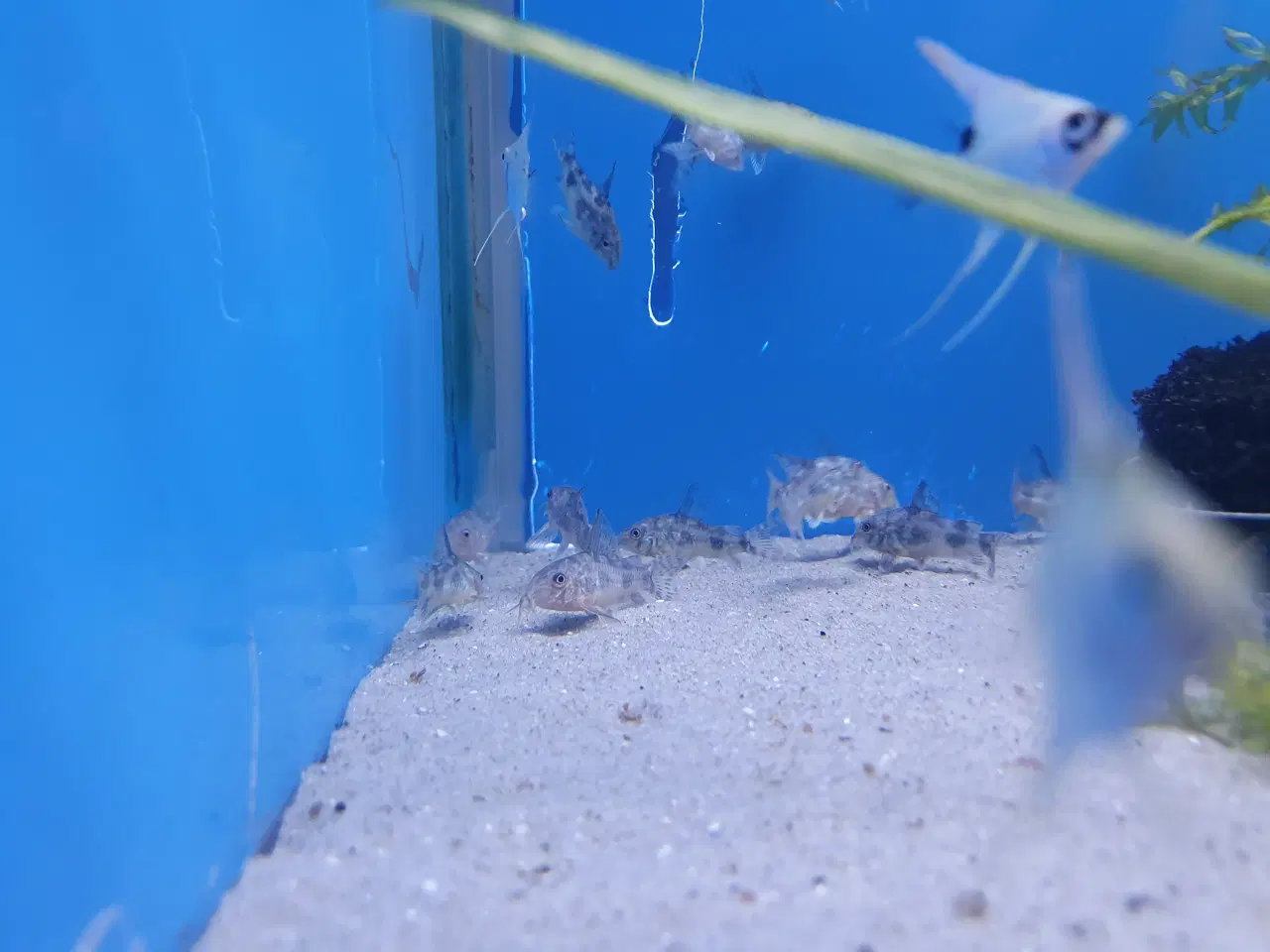 Billede 2 - Plettet pansermaller (Corydoras paleatus)