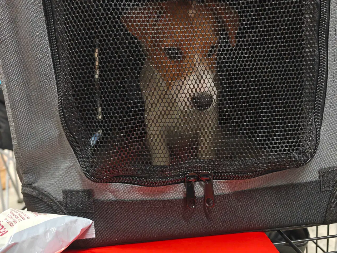 Billede 18 - Jack Russell Terrier Han