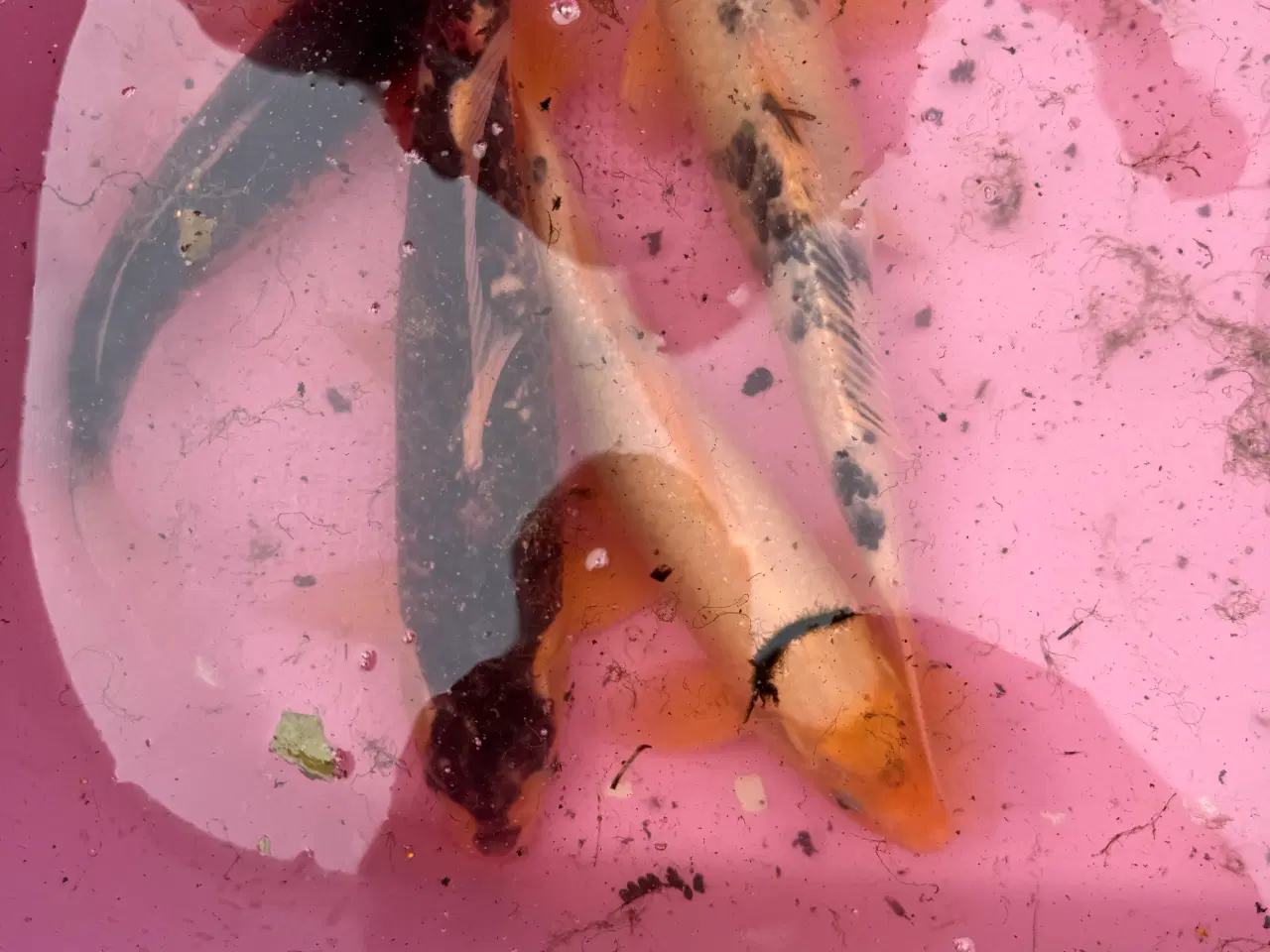 Billede 1 - Koi karper