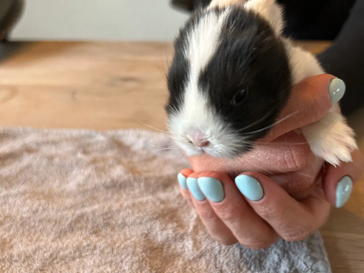 Billede 5 - Minilop kaninunger