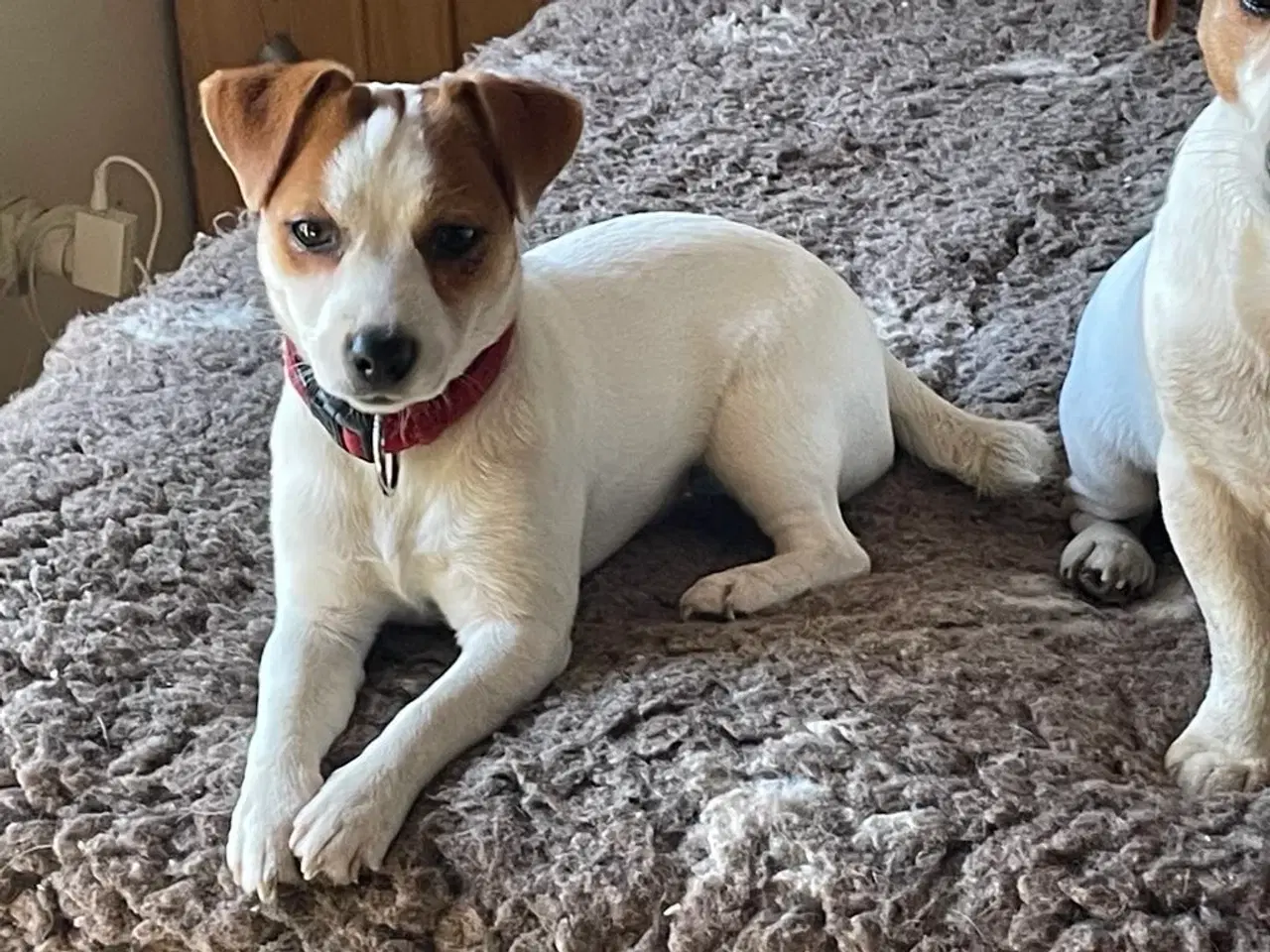 Billede 4 - Jack Russell Terrier - 10 måneder