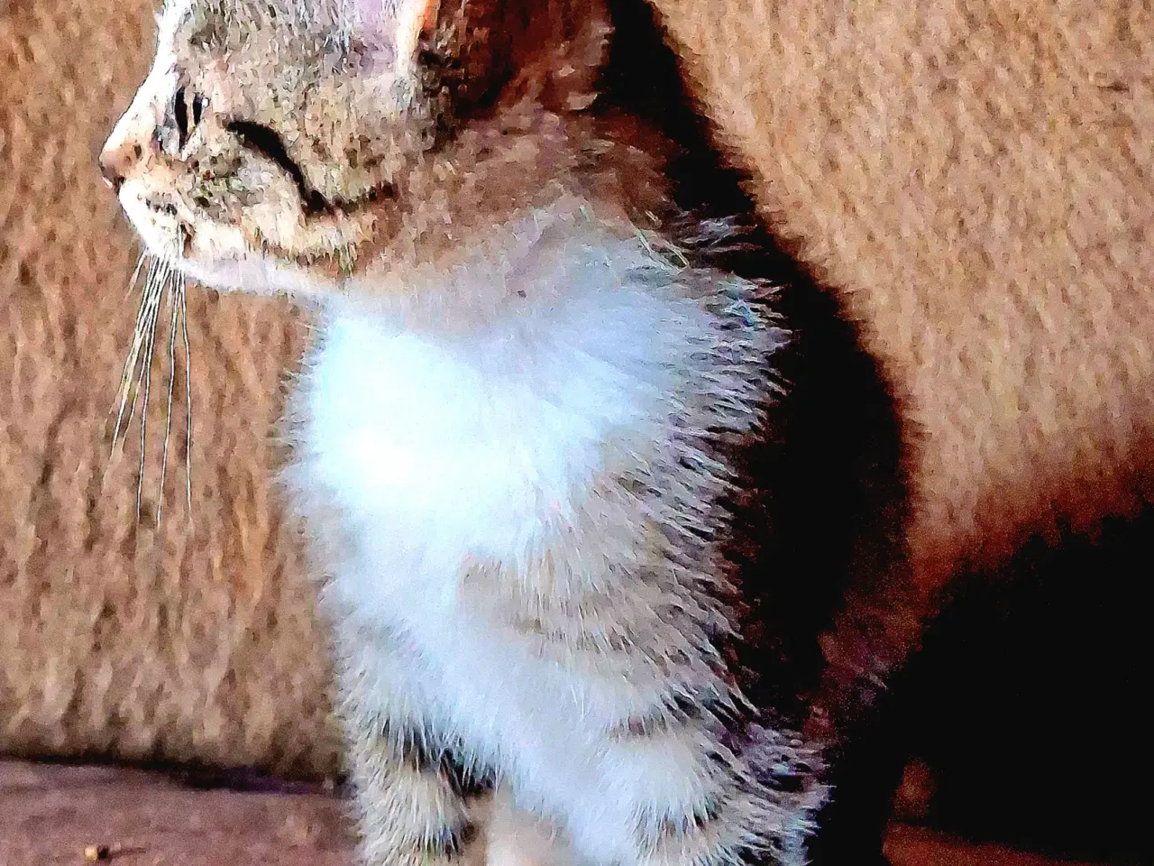 Billede 3 - Minikat killinger søger nye kærlige hjem.