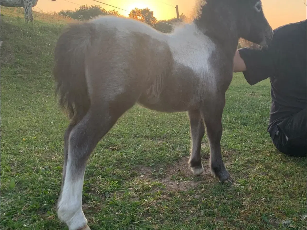 Billede 9 - Mini shetlands hoppeføl