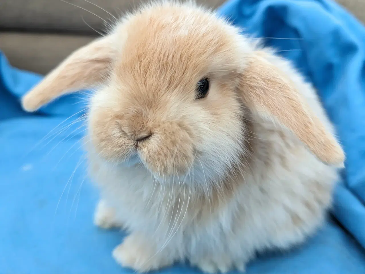 Billede 4 - Minilop kaninunge sælges 