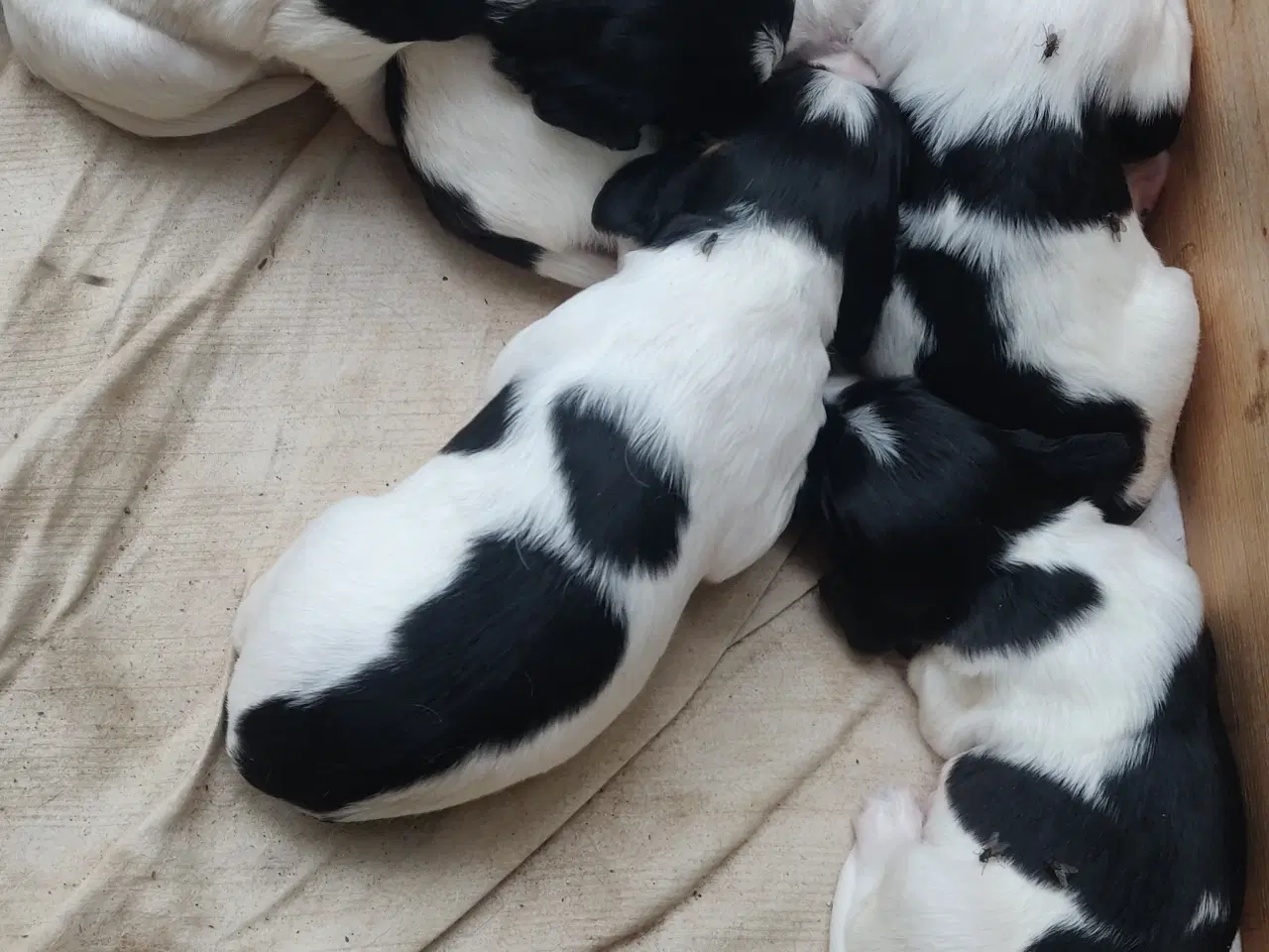 Billede 1 - Springer spaniel hvalpe 